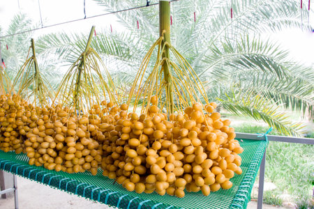 Close up Yellow Fresh dates palm fruits on Place for cleaning of dates palm the garden. ready for sale with background. palm tree, banshee, or bahi, grow the tree in the plantation of Thailand.の写真素材