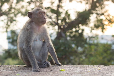 Wild monkeys are homesick for it.の写真素材