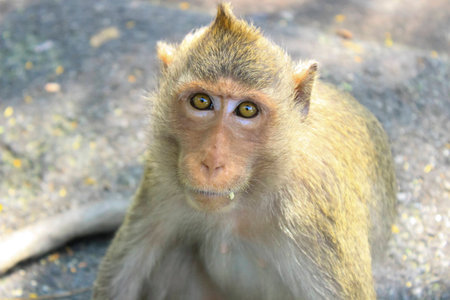 Wild monkey looking for foodの写真素材