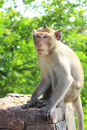 Wild monkeys are interested in something.の写真素材