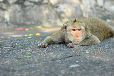 Wild monkeys are relaxing the daytime.の写真素材