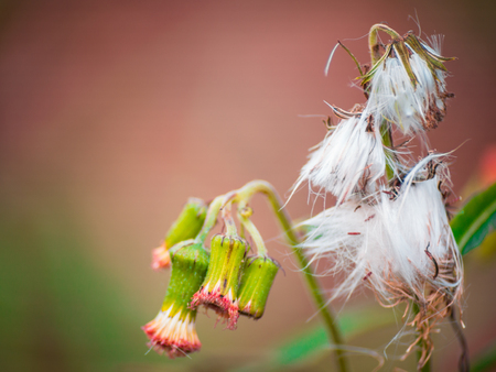 selective focus white small wild flower on blurred background, soft focus.の写真素材