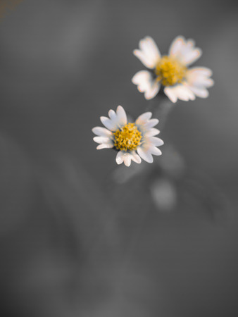 White grass flower on gray background.soft focus.の写真素材