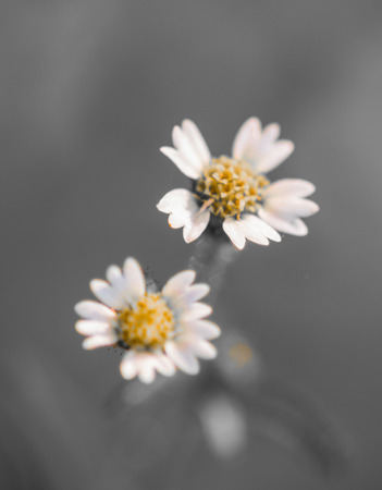 White grass flower on gray background.soft focus.の写真素材