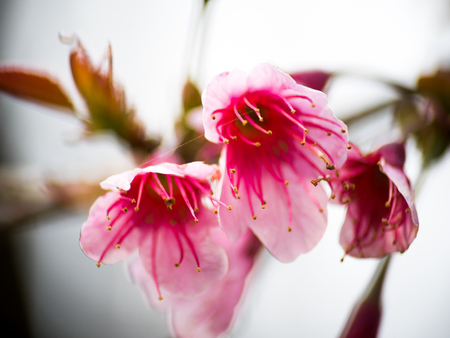 pink cherry blossom  Blooms on early in northern Thailand.の写真素材