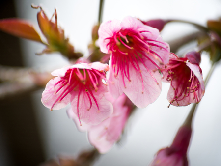 pink cherry blossom  Blooms on early in northern Thailand.の写真素材