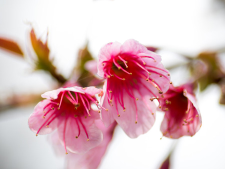 pink cherry blossom  Blooms on early in northern Thailand.の写真素材