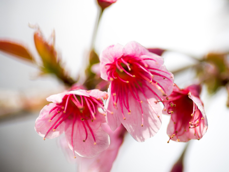 pink cherry blossom  Blooms on early in northern Thailand.の写真素材