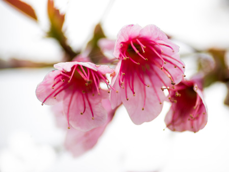 pink cherry blossom  Blooms on early in northern Thailand.の写真素材