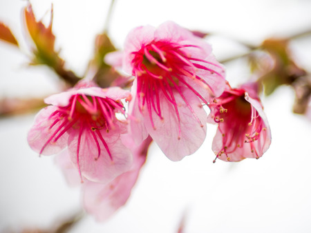 pink cherry blossom  Blooms on early in northern Thailand.の写真素材