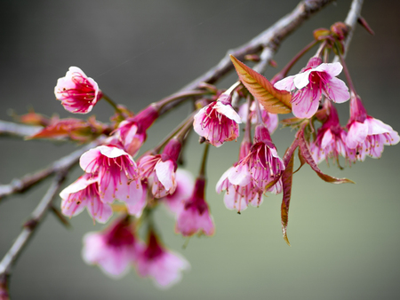 pink cherry blossom  Blooms on early in northern Thailand.の写真素材