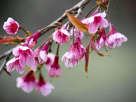 pink cherry blossom  Blooms on early in northern Thailand.の写真素材