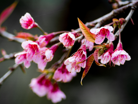 pink cherry blossom  Blooms on early in northern Thailand.の写真素材