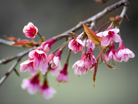 pink cherry blossom  Blooms on early in northern Thailand.の写真素材