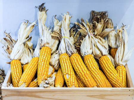 A bunch of dried corn together in a wooden crate.の写真素材