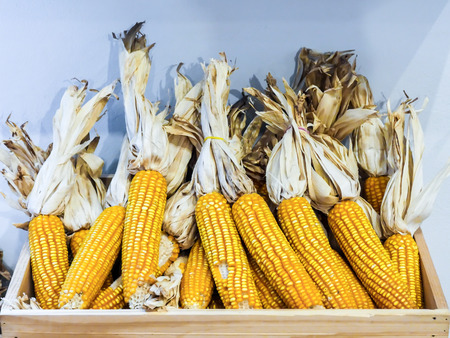 A bunch of dried corn together in a wooden crate.の写真素材