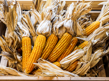 A bunch of dried corn together in a wooden crate.の写真素材