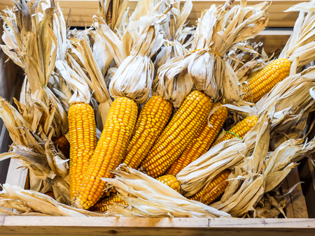 A bunch of dried corn together in a wooden crate.の写真素材