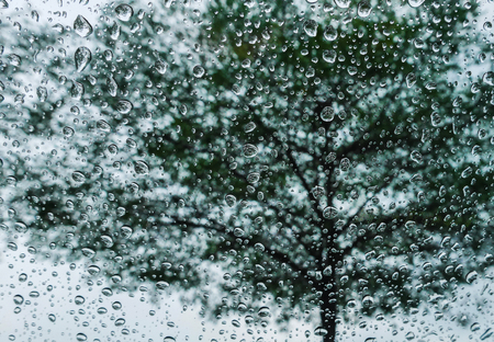 Rain drops on the outside mirror with large green trees.の写真素材