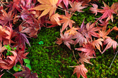 Japanese maple leaves on a mossy green area.の写真素材