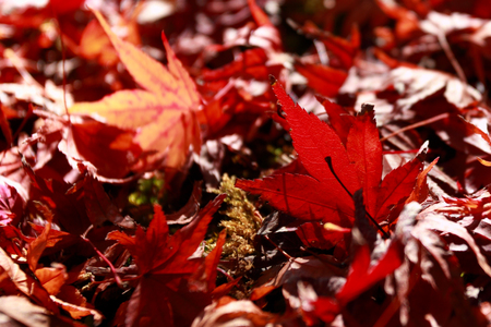 Japanese maple leaves on a mossy green area.の写真素材