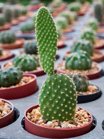 Small cactus in plastic pots Sorted by macro focus.の写真素材