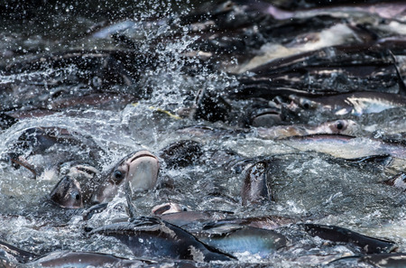 Feeding a lot of fish Struggle on the river.の写真素材