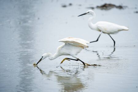 White Heron, Bittern,or Egret walking in the fields in Thailand.shallow focus effect.