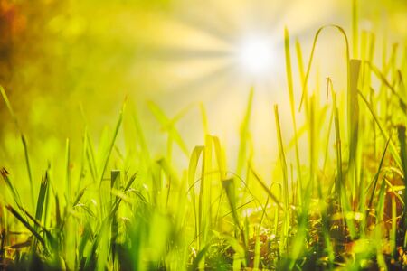 Bright spring grass field with sunlight bokeh background,Beautiful view on the fresh green lawn in the sunshine. Refreshing morningの写真素材