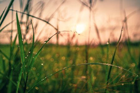 Bokeh drops of dew on the top of the grass against the morning sun With a rice field as a backdrop.soft focus.の写真素材