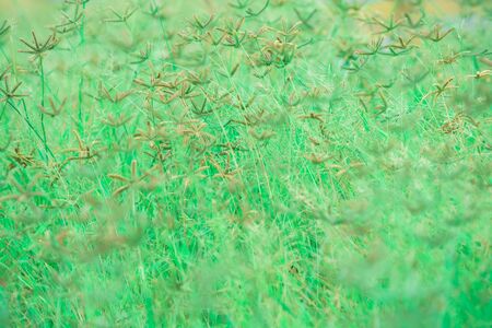 Young shoots of grass Swaying with the wind power in nature.soft focus.