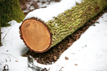 dry tree branch on the snow In the winter forest.soft focus.の写真素材