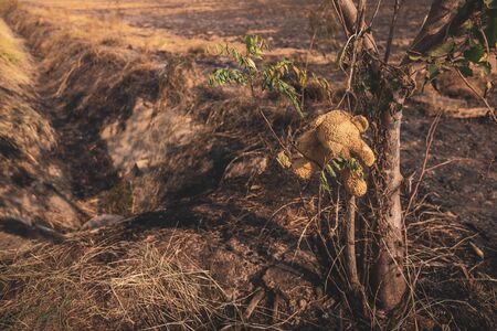 Teddy bear hanging on a burning tree Combustion in a wide field, forest fires resulting,the consequences of PM2.5 poisoning. Bush fire In australian outback.burnt trees suffered and black sole.の写真素材