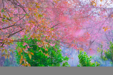 Wild Himalayan cherry blooming pink tree of cherry blossom or Sakura flower - in winter at Chiang Mai of Thailand. soft focus.の写真素材