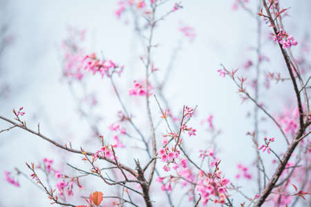 Wild Himalayan cherry blooming pink tree of cherry blossom or Sakura flower - in winter at Chiang Mai of Thailand. soft focus.の写真素材