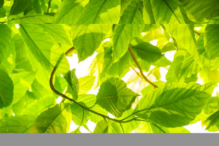Green leaves isolated on white background. Pisonia Grandis.Young leaves of green trees in the daytime.shallow focus effect.の写真素材