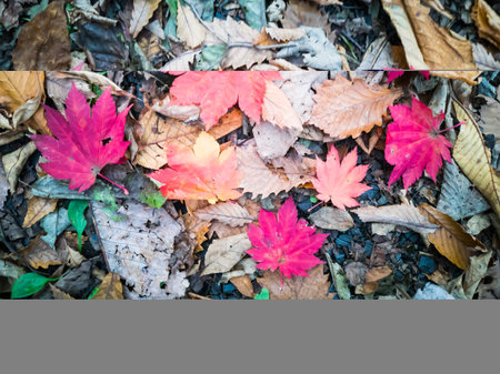 Red dry leaves, Fall Leaves color change, Autumn leaves in Akita, Japan, shallow focus effect.の写真素材