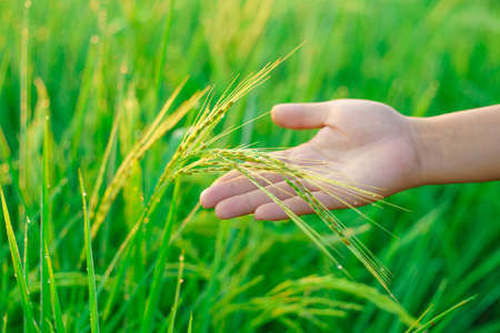 Sheaves of rice in the hands of a female farmer, Bokeh of dew drops on a grain of rice in a field in the morning. soft focus.の写真素材