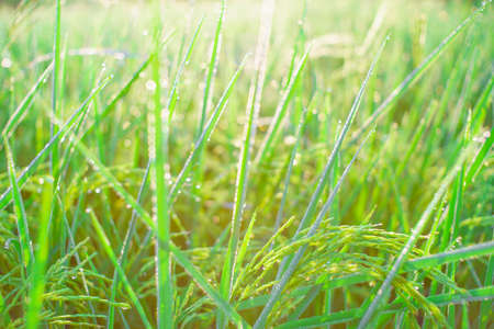 Bokeh of dew drops on a grain of rice in a field in the morning.soft focus.の写真素材