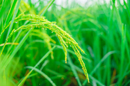 Bokeh of dew drops on a grain of rice in a field in the morning.soft focus.の写真素材