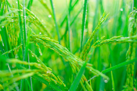 Bokeh of dew drops on a grain of rice in a field in the morning.soft focus.