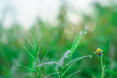 Bokeh of dew drops on a grain of rice in a field in the morning.soft focus.