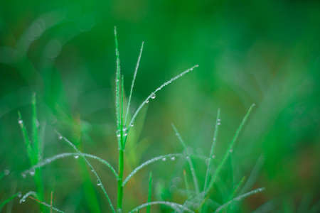 Bokeh of dew drops on a grain of rice in a field in the morning.soft focus.の写真素材