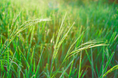 Bokeh of dew drops on a grain of rice in a field in the morning.soft focus.の写真素材