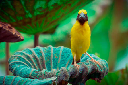 Asian Golden Weaver  Bird,Island on a large dry lotus leaf in the marsh.の写真素材