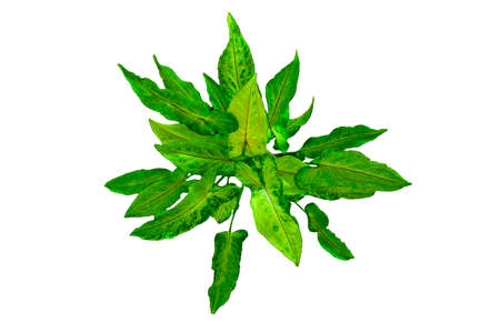 green tree leaves(Syngonium Orm Manee Laila)  isolated on a white background. soft focus.