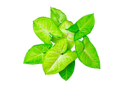 Fresh green leaves (Syngonium podophyllum) isolated on a white background.の写真素材