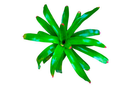 Bromeliad Neoregelia flower plant in the white background.の写真素材