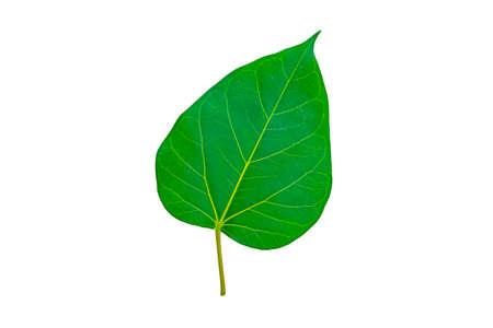 Texture of bodhi leaves on a white background.の写真素材