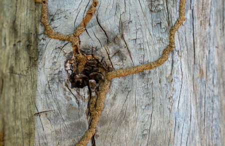 Old wood texture with knots and nail holes. Wood texture background.